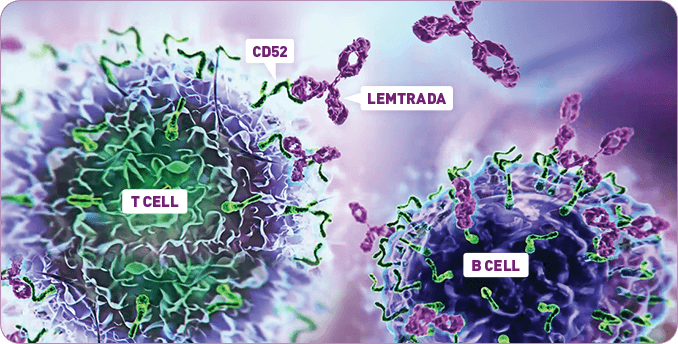 LEMTRADA binds to CD52, highly expressed on T and B cells LEMTRADA depletes T and B cells, 2 key drivers thought to cause relapsing MS inflammation.