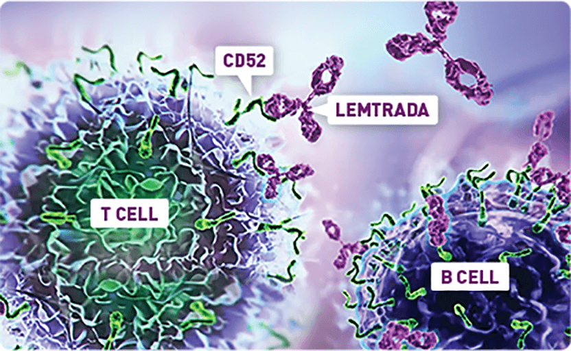 LEMTRADA depletes T and B cells, 2 key drivers thought to cause relapsing MS inflammation.